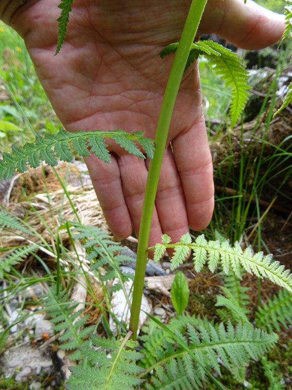 Pedicularis recutita (Orobanchaceae)